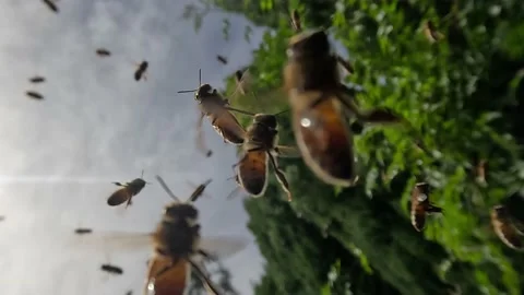 Bee Swarm Video stock 231635517