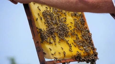 Bee Swarm on a Frame with Honeycombs Stock Footage 134942845