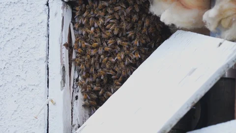 Bee swarm infestation on building Stock Footage 129276529
