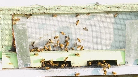Bee Swarm Outside Beehive 動画素材 78283629