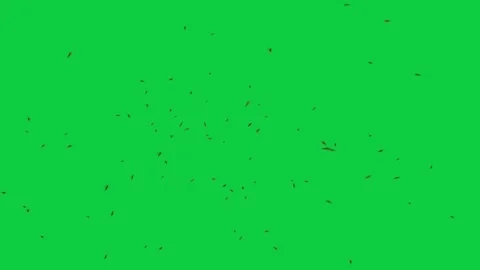 Bee Swarm Pack – 5 Green Screen Animations – Fullscreen Swarm, Camera Attack Stock Footage 330691605