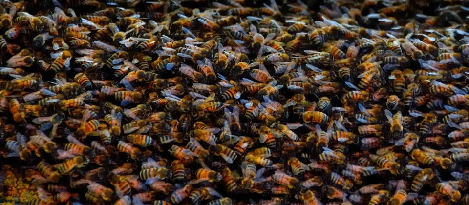 Bee swarm Foto stock