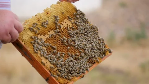 The Bee Swarm Returns to Their Beehive Stock Footage 135501062