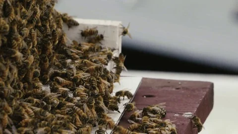Bee swarm in slow motion Видео 76312482