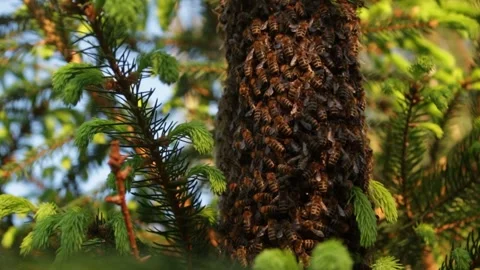 Bee swarm on a spruce trunk Stock Footage 306140364