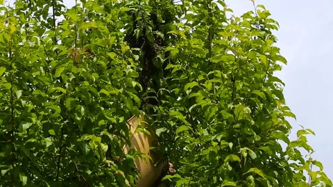The bee swarm is trapped from a tree. The bee swarm is caught. Stock Footage 84662595