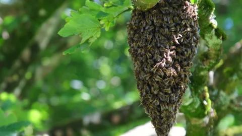 Bee swarm on a tree branch Stock Footage 167234300