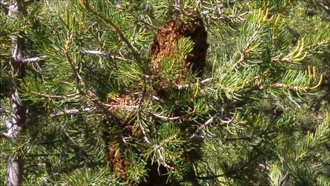 Bee Swarm on Tree 스톡 동영상 89299287