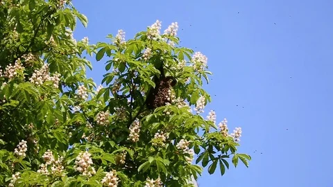 Bee swarm in tree Stock Footage 89690054