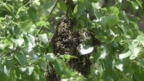 Bee swarm on the tree Stock Footage 132188003