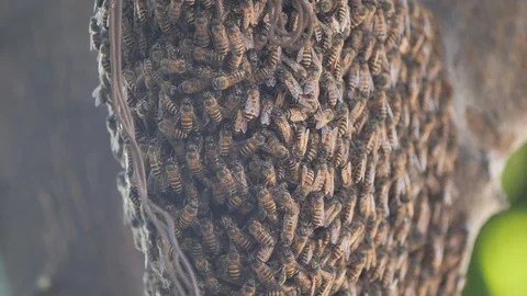 Bee Swarming Nest Medium Shot Video stock 125265680