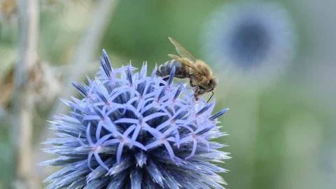 Bee on a swaying  thistle flower- macro 4K 스톡 동영상 93304130