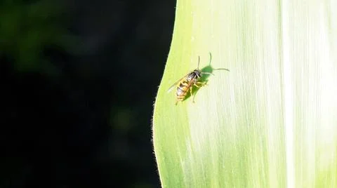 Bee On The Sweetcorn Leaf Stock Photos