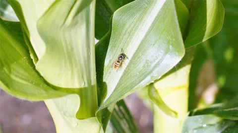Bee On The Sweetcorn Leaf Stock Photos
