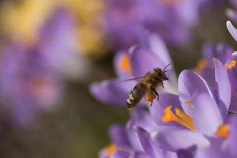 The bee - symbol of the spring Stock Photos