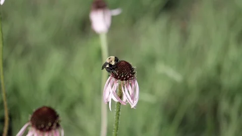 Bee take off from flower after getting nectar. Video stock 94155311