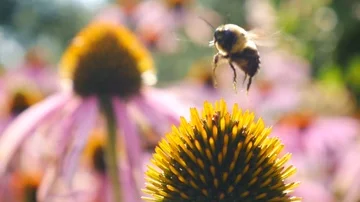 Bee take off slowmotion on echinacea officinalis Stock Footage 86140896