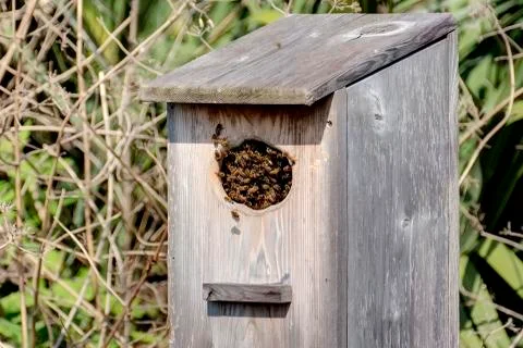 Bee Takeover Stock Photos