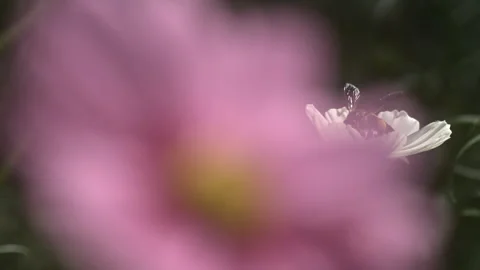 A bee takes flight after gathering nectar from a flower. Stock Footage 265496735