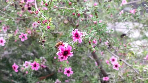 A Bee Takes Flight Stock Footage 168907154