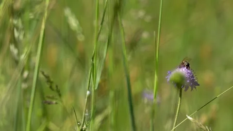 Bee Takes Flight as Skipper Butterfly Spreads Wings - 4K Macro Wildlife B-Roll Stockbeeldmateriaal 335830578