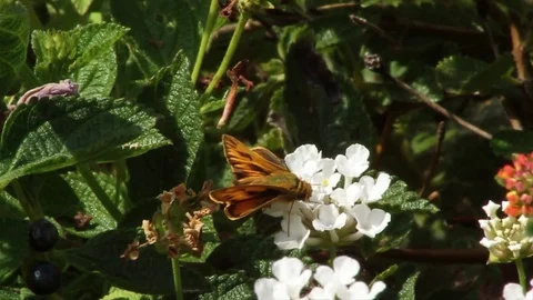 Bee takes off Stock Footage 79469125