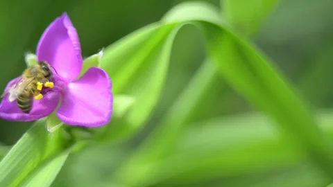 A bee takes nectar and pollen from a flower Video stock 155133879