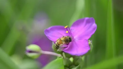A bee takes nectar and pollen from a flower Video stock 155133915