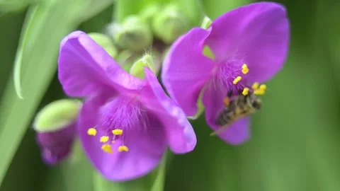 A bee takes nectar and pollen from a flower. Video stock 155134034