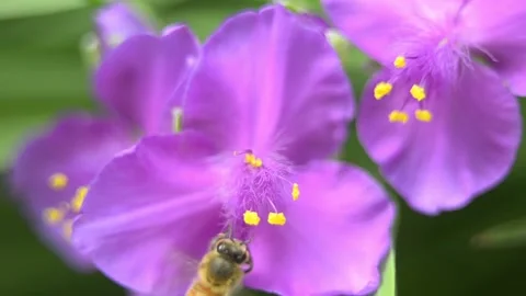 The bee takes nectar and pollen from the flower. Video stock 155134040