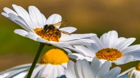 Bee takes nectar from a daisy Stock Photos