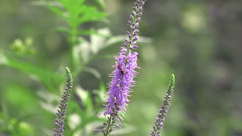 The bee takes the nectar 動画素材 92132209