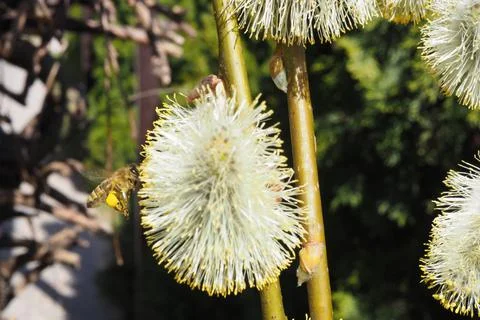 A bee takes nectar from a willow tree Foto stock