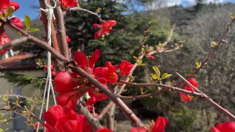 A bee takes pollen from red flower spring time on my balcony Stock Footage 150514319