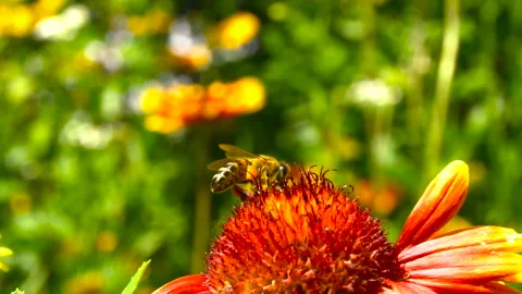 Bee takes off from a red flower Stock Footage 87047830