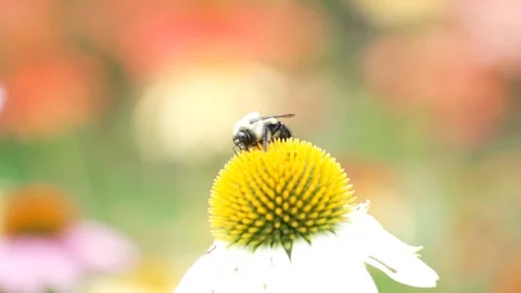 Bee taking off after pollinating flower Stock Footage 92669456