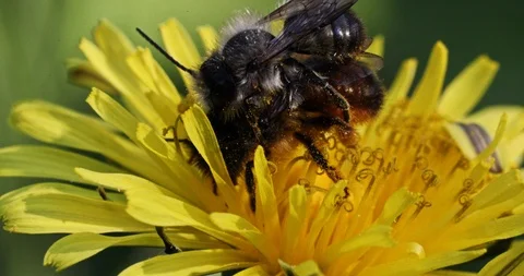 A Bee is taking care of another bee Stock Footage 89468165