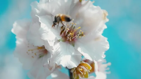 Bee taking flight from a white flower Stock Footage 275623541