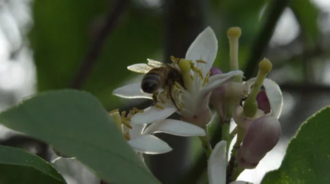 Bee taking off Stock Footage 36528375