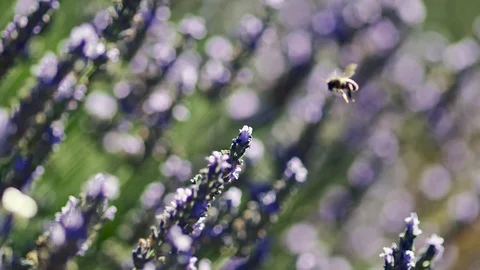 Bee taking off from a lavender flower during a bright sunny day. Provence Video stock 99275742