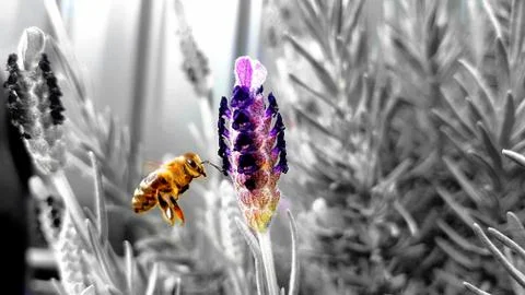 Bee taking nectar black and white image with dash of colour Stock Photos