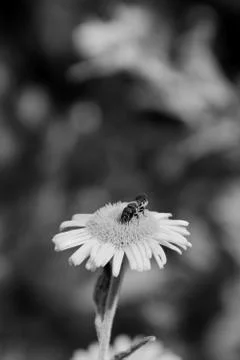 Bee taking nectar from a fleabane flower Stock Photos