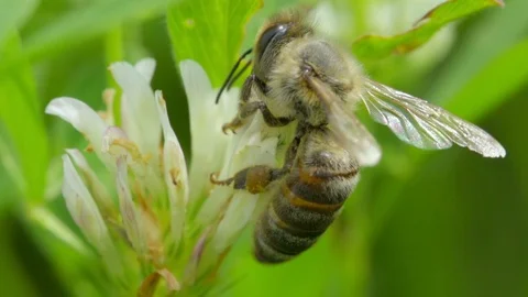 A bee taking nectar from a flower and then leaving frame Stock Footage 121248933