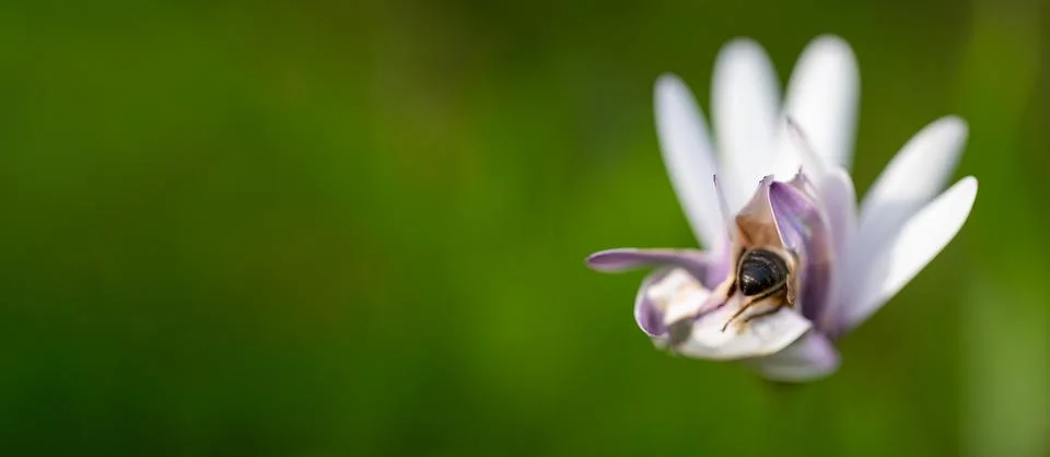 Bee taking nectar from the flower with text space Stock Photos