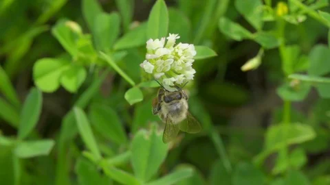 A bee taking nectar from flowers Stock Footage 121249952