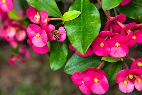 Bee taking nectar inside the crown of thorns flower 1 Stock Photos
