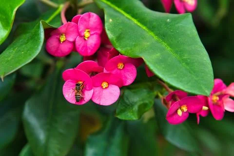 Bee taking nectar inside the crown of thorns flower Stock Photos