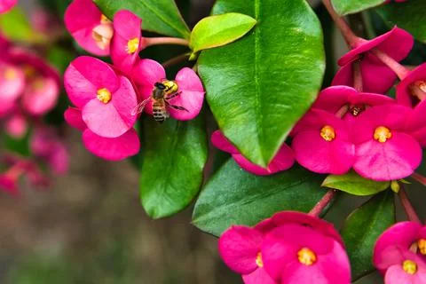 Bee taking nectar inside the crown of thorns flower 2 Stock Photos