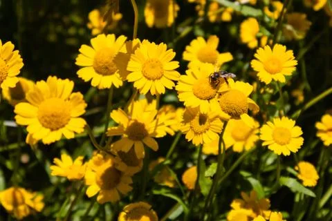 Bee taking nectar out of crown daisy Stock Photos