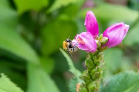 Bee taking nectar out of pink flower Stock Photos